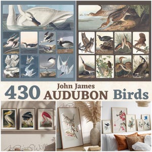 Könnte beinhalten: Eine Sammlung gerahmter Drucke und einzelner Vogelillustrationen. Die Drucke zeigen verschiedene Vogelarten in ihren natürlichen Lebensräumen. Der Text "430 Audubon Birds" wird zusammen mit dem Namen "John James Audubon" angezeigt.