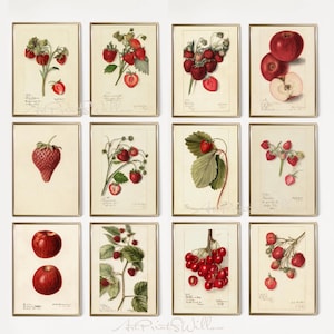1300 Vintage Botanical Art Prints, MEGA BUNDLE Kitchen Wall Decor Gallery Set, Printable Antique Flower Wall Art, Floral Instant Download, North Prints, Kitchen Shelf Decor, North Prints Shop, French Country Decor, Farmhouse Prints