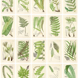 1300 Vintage Botanical Art Prints, MEGA BUNDLE Kitchen Wall Decor Gallery Set, Printable Antique Flower Wall Art, Floral Instant Download, North Prints, Kitchen Shelf Decor, North Prints Shop, French Country Decor, Farmhouse Prints