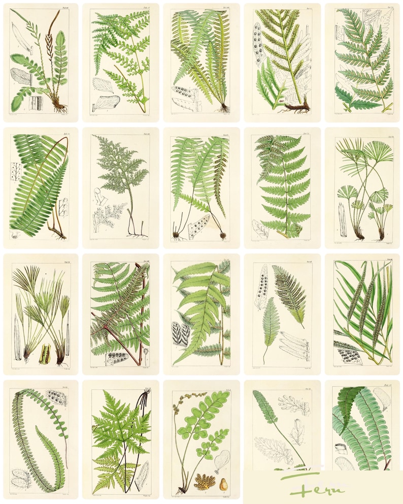 1300 Vintage Botanical Art Prints, MEGA BUNDLE Kitchen Wall Decor Gallery Set, Printable Antique Flower Wall Art, Floral Instant Download, North Prints, Kitchen Shelf Decor, North Prints Shop, French Country Decor, Farmhouse Prints
