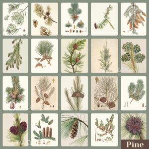 1300 Vintage Botanical Art Prints, MEGA BUNDLE Kitchen Wall Decor Gallery Set, Printable Antique Flower Wall Art, Floral Instant Download, North Prints, Kitchen Shelf Decor, North Prints Shop, French Country Decor, Farmhouse Prints