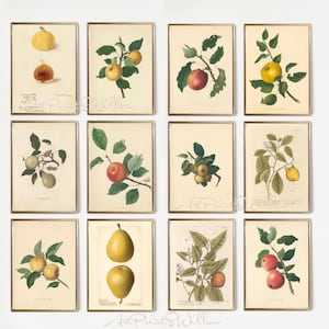 1300 Vintage Botanical Art Prints, MEGA BUNDLE Kitchen Wall Decor Gallery Set, Printable Antique Flower Wall Art, Floral Instant Download, North Prints, Kitchen Shelf Decor, North Prints Shop, French Country Decor, Farmhouse Prints