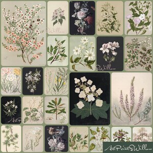 Vintage Botanical Prints Set of 1300: Neutral Floral Gallery Wall, Country Decor, Digital Download , 1300+ vintage botanical prints featuring antique floral illustrations, plant studies, and herbarium-style artwork. High-resolution digital download perfect for printable wall art, gallery wall sets, kitchen and home decor, or creative projects. Includes flowers, leaves, herbs, and vintage plant charts from 18th-20th century sources.1300 Vintage Botanical Art Prints, MEGA BUNDLE