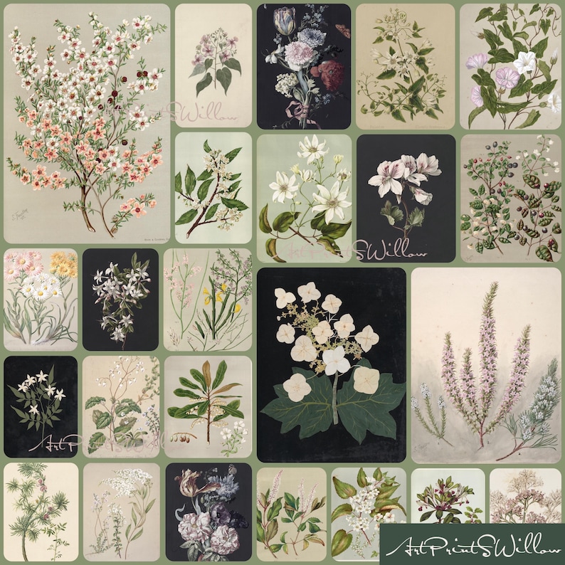 Vintage Botanical Prints Set of 1300: Neutral Floral Gallery Wall, Country Decor, Digital Download , 1300+ vintage botanical prints featuring antique floral illustrations, plant studies, and herbarium-style artwork. High-resolution digital download perfect for printable wall art, gallery wall sets, kitchen and home decor, or creative projects. Includes flowers, leaves, herbs, and vintage plant charts from 18th-20th century sources.1300 Vintage Botanical Art Prints, MEGA BUNDLE