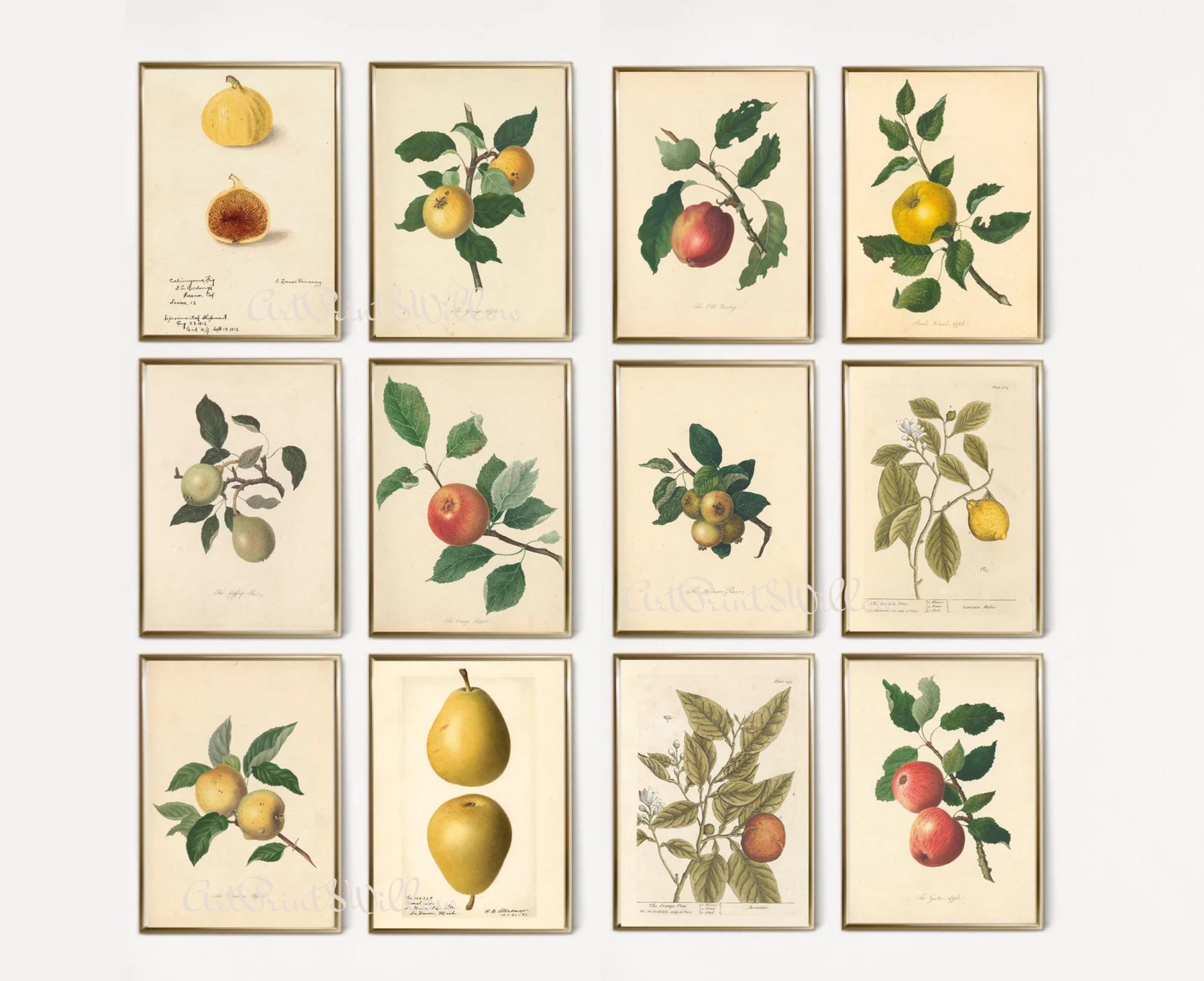kitchen gallery wall art set of 6, vintage fruit... Vintage Kitchen Fruit Print Set: Eclectic Food Art, Digital Download ...