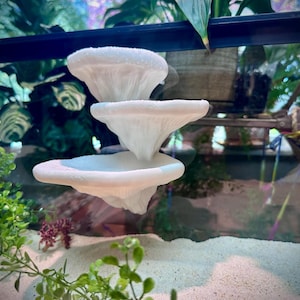 Mushroom Ledge – Terrarium Climbing & Resting Shelf