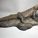 see more listings in the Uromastyx Sculpture section