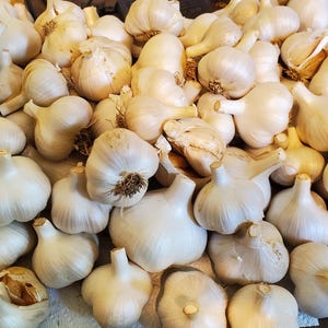 2025 Frischer Elefantenknoblauch aus biologischem Anbau, keine Pestizide.