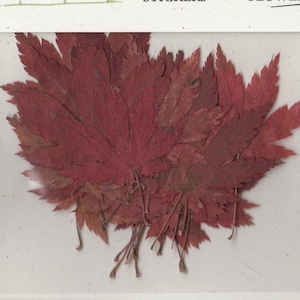 Japanese Maple Leaf Pressed Botanical - pack of 15 1.25 inch diameter Flat Rustic Decor