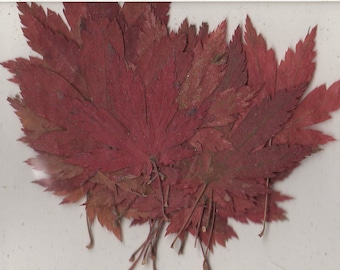 Japanese Maple Leaf Pressed Botanical - pack of 15 1.25 inch diameter Flat Rustic Decor