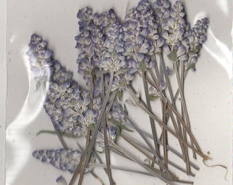 Mealy Sage Pressed Flowers - pack of 25 - 3 inch stems