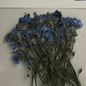 Forget Me Not Pressed Flowers - pack of 25  3 inch tall (+/- 1/2 inch) blue or pink petal stemmed flower
