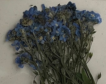 Forget Me Not Pressed Flowers - pack of 25  3 inch tall (+/- 1/2 inch) blue or pink petal stemmed flower