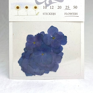 Dark Midnight Blue Hydrangea Pressed Flowers - Pack of 25 - 1/2" to 1 1/2" Diameter