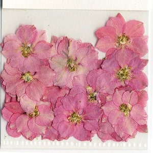 Pink Pressed Flowers - pack of 25  1 inch diameter