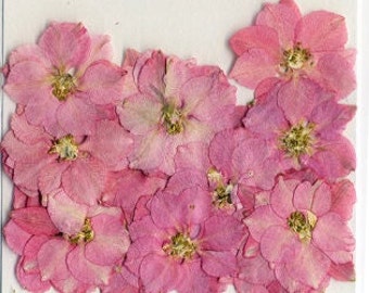 Pink Pressed Flowers - pack of 25  1 inch diameter