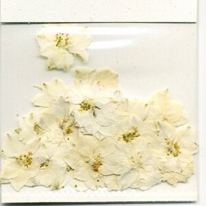 White Petal Pressed Flowers - pack of 25  1 inch diameter