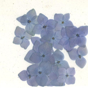 Bright Blue Hydrangea Pressed Flowers - pack of 25 1/2 inch to 1 1/4 inch diameter collection
