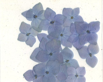 Bright Blue Hydrangea Pressed Flowers - pack of 25 1/2 inch to 1 1/4 inch diameter collection