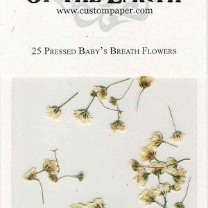 Baby&#39;s Breath Pressed Flowers - pack of 25 1/2 inch long Flat Rustic Decor