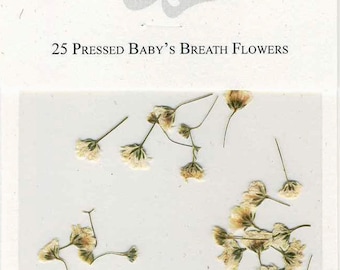 Baby's Breath Pressed Flowers - pack of 25 1/2 inch long Flat Rustic Decor