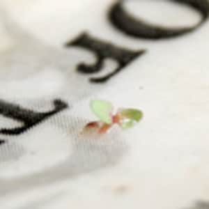 May include: Close-up of a small green sprout growing on a white surface with the text "The Of" printed in black.