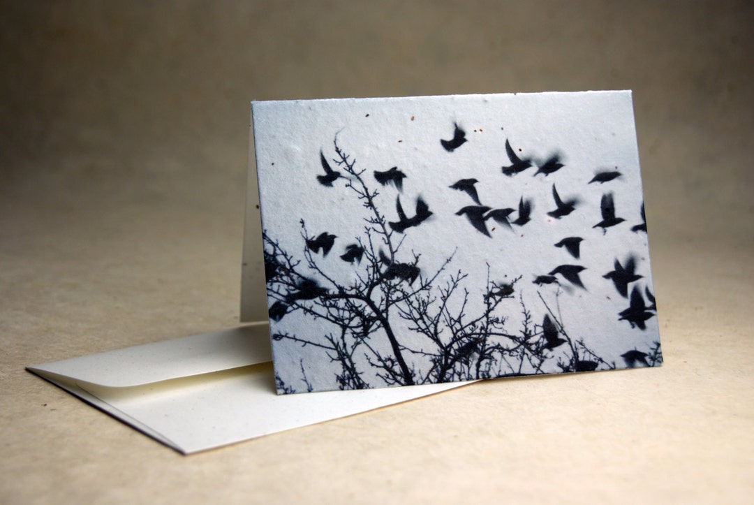 Seed Paper Birds Print Recycled Cotton Blank Notecard Set - Northwest Photography Set of 3 or 10 ...
