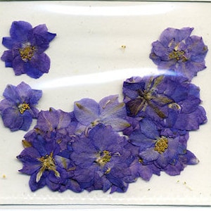 Purple Petal Pressed Flowers - pack of 25  1 inch diameter