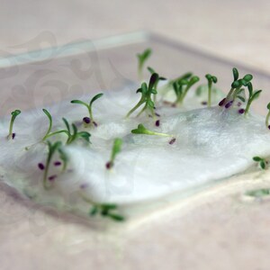 May include: Close-up of a white cotton pad with small green sprouts growing from it. The cotton pad is sitting on a clear glass surface.
