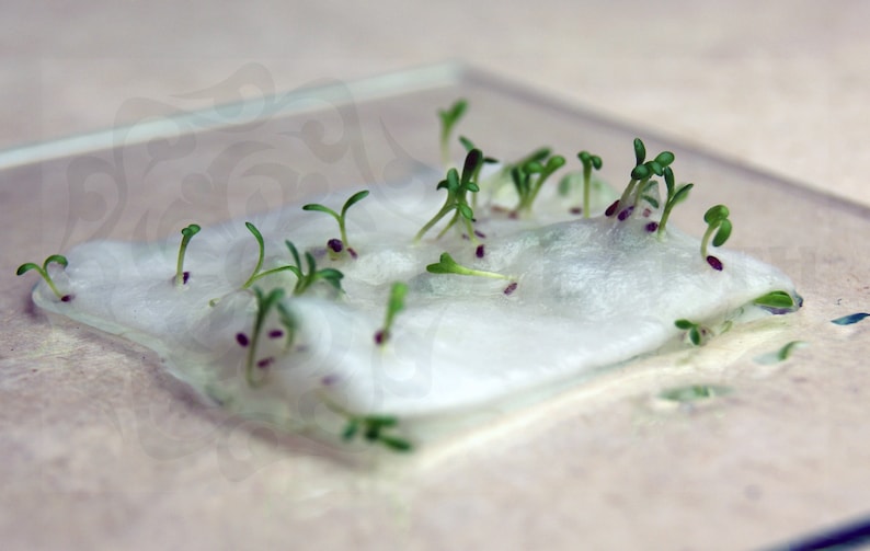 May include: Close-up of a white cotton pad with small green sprouts growing from it. The cotton pad is sitting on a clear glass surface.