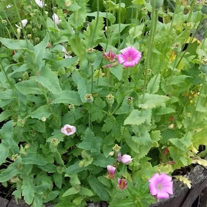 May include: A dark wooden barrel planter filled with green foliage, pink mallow flowers, and various poppy plants. The poppies feature tall, slender stems topped with round, light green seed pods and vibrant purple and pink flower petals.