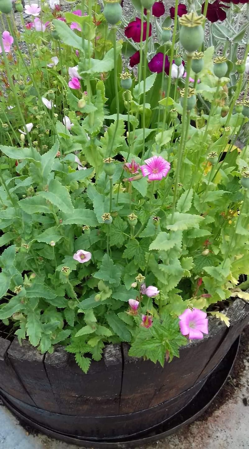 May include: A dark wooden barrel planter filled with green foliage, pink mallow flowers, and various poppy plants. The poppies feature tall, slender stems topped with round, light green seed pods and vibrant purple and pink flower petals.