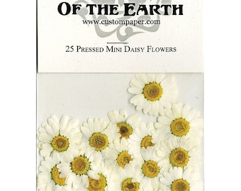 Mini Daisy Pressed Flowers - pack of 25 - 1/2" - 7/8" inch diameter yellow center white petal (great for iphone art)