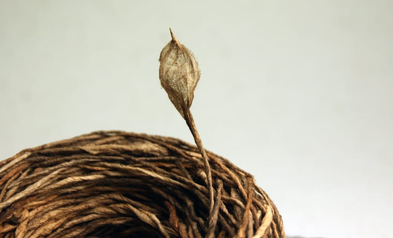 May include: A close-up of a brown twine ball with a dried, light brown leaf sticking out of the top.