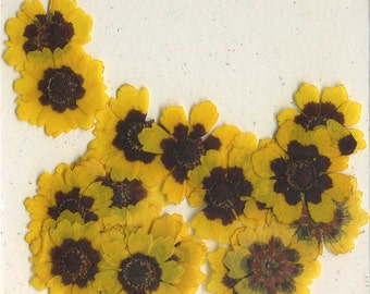 Sunflower (coreopsis) Pressed Flowers - pack of 25  1 inch diameter yellow petal dark brown center