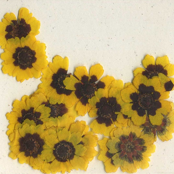 Sunflower (coreopsis) Pressed Flowers - pack of 25  1 inch diameter yellow petal dark brown center