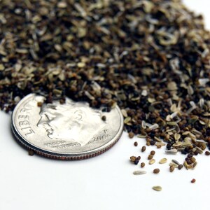 May include: A pile of small brown and white seeds next to a US dime coin. The seeds are about the size of the coin.