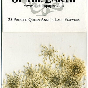 Queen Anne's Lace Pressed Flowers - pack of 25  pressed 3/4" - 1.25" flowers