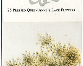 Queen Anne's Lace Pressed Flowers - pack of 25  pressed 3/4" - 1.25" flowers