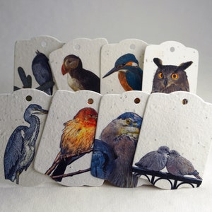 Birds of the World | Wildflower Seed Paper Tags | 3.25" wide by 2.375" tall | Gift or Hang Tags | Your choice or Mixed Set |