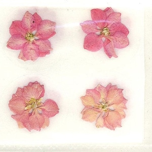 Pink Petal 1.5" Real Pressed Flower Decorating Stickers - pack of 12 - Not Dyed
