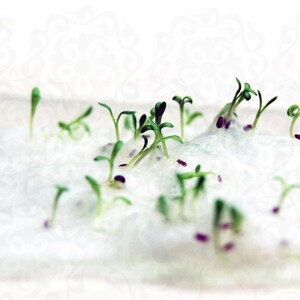 May include: Small green sprouts with tiny leaves emerging from a rectangular, translucent, gel-like substance. The seedlings have thin stems and are scattered across the surface of the clear, jelly-like material, showing early growth stages.