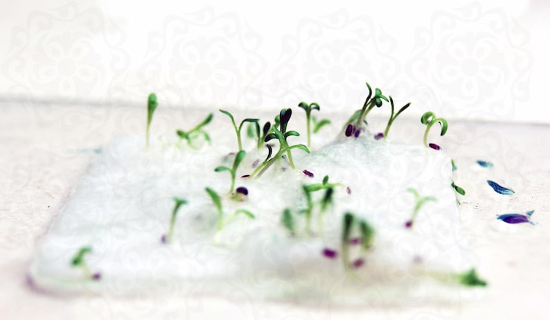 May include: Small green sprouts with tiny leaves emerging from a rectangular, translucent, gel-like substance. The seedlings have thin stems and are scattered across the surface of the clear, jelly-like material, showing early growth stages.