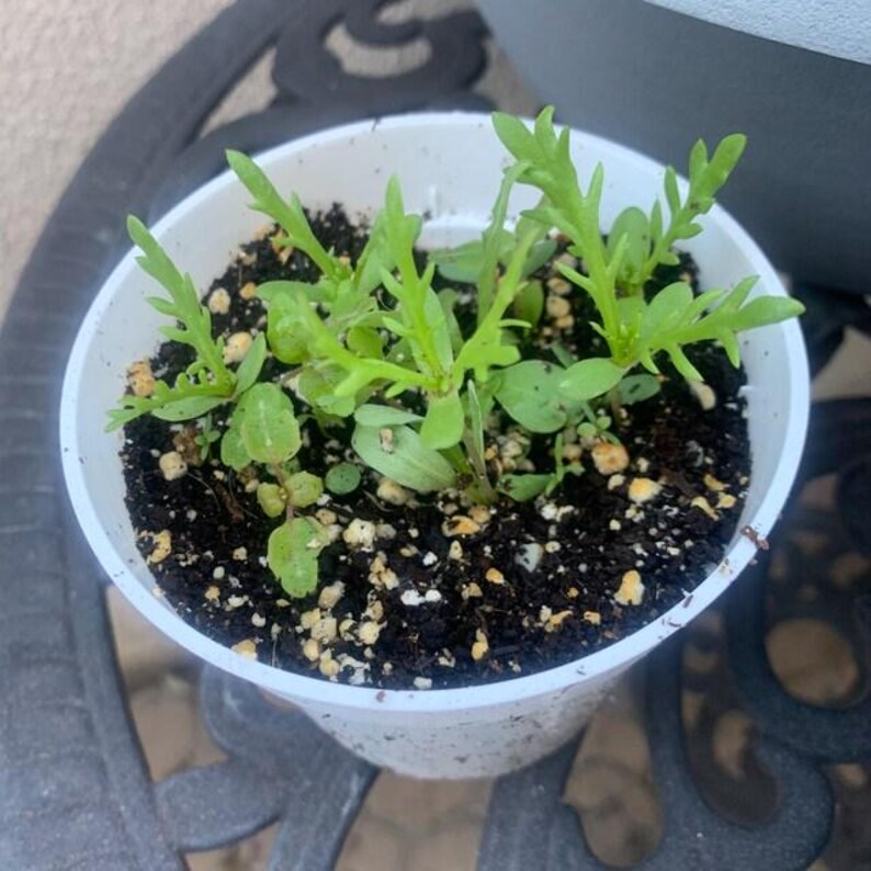 Seed Paper Card Making Kit Recycled Cotton Blank Mother's Day or Quarantine Activity White, Pink or Mixed set of 4 image 11