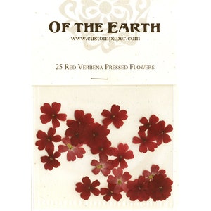Red Verbena Pressed Flowers - pack of 25  1/2 inch diameter