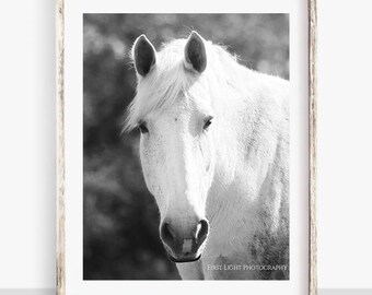 White Horse Photograph, Black and White Horse Print