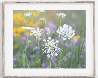 Queen Anne's Lace Photography Print, Lace on the Prairie