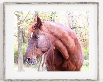 Chestnut Horse Photography Print, Original Equine Wall Art