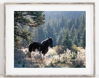 Wild Horse Photograph, Alberta Canada, Misty Forest Fine Art Print