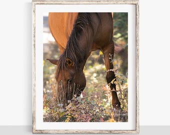 Grazing Wild Horse Photograph, Autumn Alberta Canada, Fine Art Print